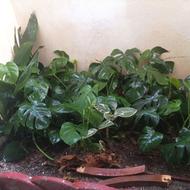 گل حیاط خونه