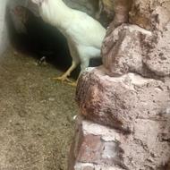 خروس لاری اصل