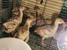 فروش جوجه بوقلمون بوربون و برنز در سن ها مختلف در شیپور