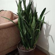 گل سانسوریا دوتا گلدون 80 برگ