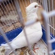 کفتر دم بور