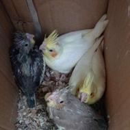 عروس هلندی سرلاکی جوان معاوضه باعروس دستی سالم جوان