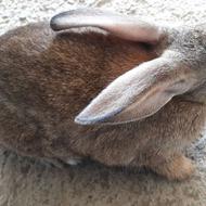 خرگوش نر بالغ