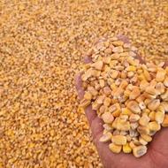 ذرت برزیلی موجود است