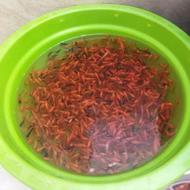 ماهی قرمز کوچک شب عید نوروز قیمت مناسب