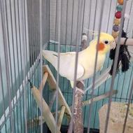 عروس هلندی ماده