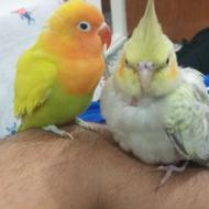 برزیلی عروس