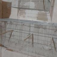 قفس سالم درحدنو