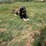 واگذارری سگ ماده پژدر