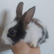 توله خرگوش کوچولو