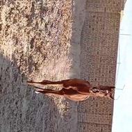 اسب برای خرید موتور