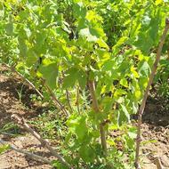 فروش نهال انگور