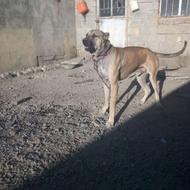 توله سرابی اصیل واگذار