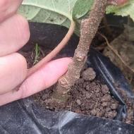 نهال کیوی هایوارد تضمینی