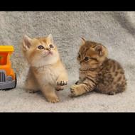 واگذاری بچه گربه می‌پذیرم