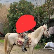 اسب سواری باری.به شرط