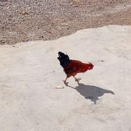 خروس محلی کاکلی و گوشتی و جوان