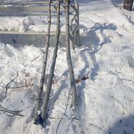 هاجا درخت سیب