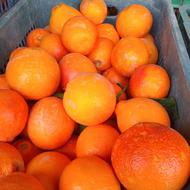 فروش پرتقال تامسون
