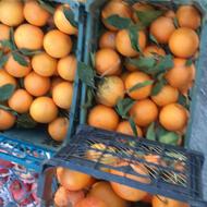 سیب تامسون پیاز سیب زمین