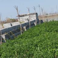 نهال اقاقیا چتری