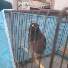 مرغ مینا سالم