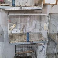 دو جفت لوتینو مواد