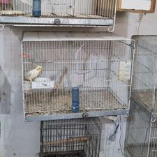 دو جفت لوتینو مواد