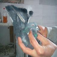 کفتر نر زاغ