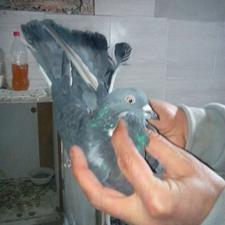 کفتر نر زاغ