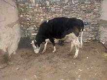 گاو سمینتال در شیپور