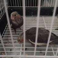 عروس هلندی نر