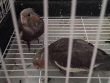 عروس هلندی نر در شیپور