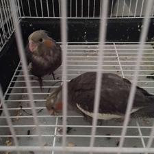 عروس هلندی نر