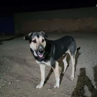 معاویز باتولهای پژدرازنسل شیرخان کاک شوان