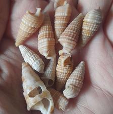 انواع اسفنج و صدف و مرجان و توتیای دریایی