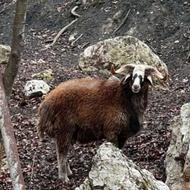 فروش یا معاوضه گوسفند نر