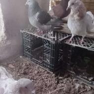 چهار عدد کبوتر نر مست