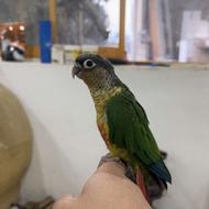 گرینچیک 2 ماه 2 کلام