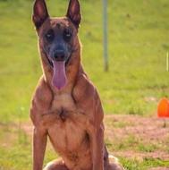 توله مالینیوز وارداتی فرصت استسنائی برای دوست داران سگ شکاری