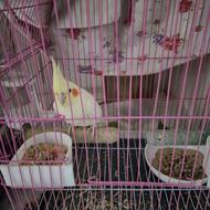 عروس هلندی لوتینو