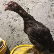 مرغ لاری و جوجه لاری