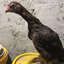 مرغ لاری و جوجه لاری