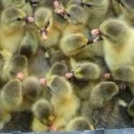 جوجه غاز/بوقلمون بیوتی