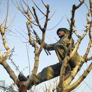 هرس کارحرفه ای