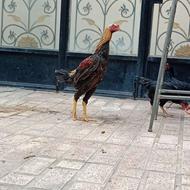 خروس لاری 10 ماهه