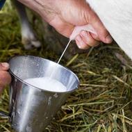 شیر بز درجه یک بومی محلی تولید روزانه