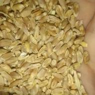 گندم تمیز اعلا