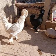 مرغ وخروس سلطان سالم