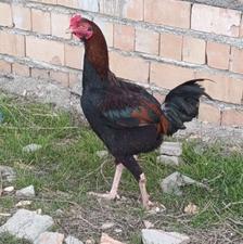 خروس لاری افغان